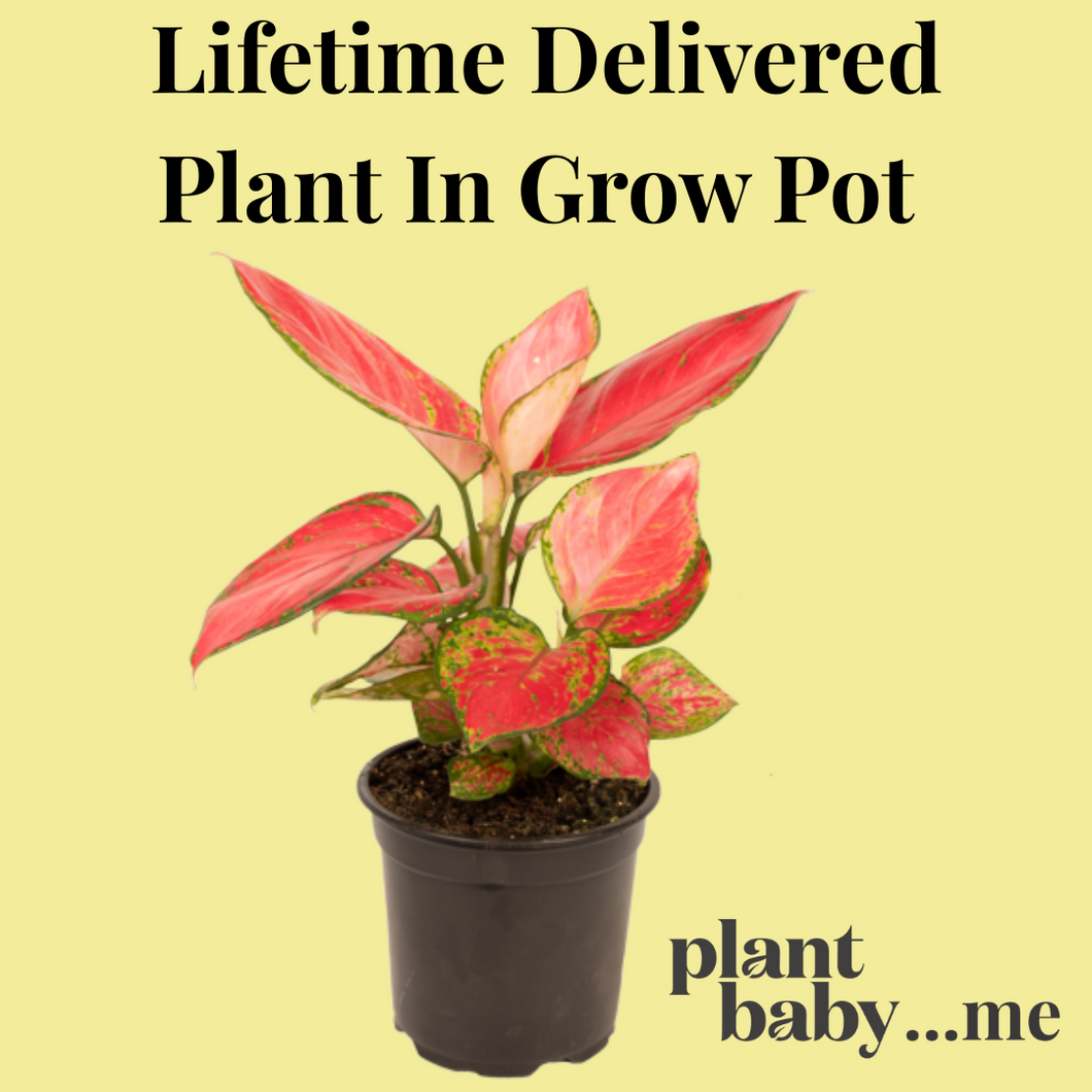 Lifetime Delivered Plant In Grow Pot