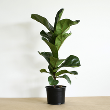 Load image into Gallery viewer, Dwarf Fiddle Leaf Fig
