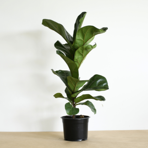 Dwarf Fiddle Leaf Fig