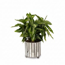 Load image into Gallery viewer, Aglaonema Pictum Tricolor – Indoor Plant | Free Shipping NZ
