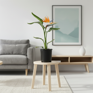 Strelitzia Nicolai – Bird of Paradise Indoor Plant NZ (Shipping Included)