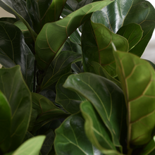 Load image into Gallery viewer, Dwarf Fiddle Leaf Fig
