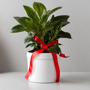 3 month Christmas Indoor Plant Subscription
