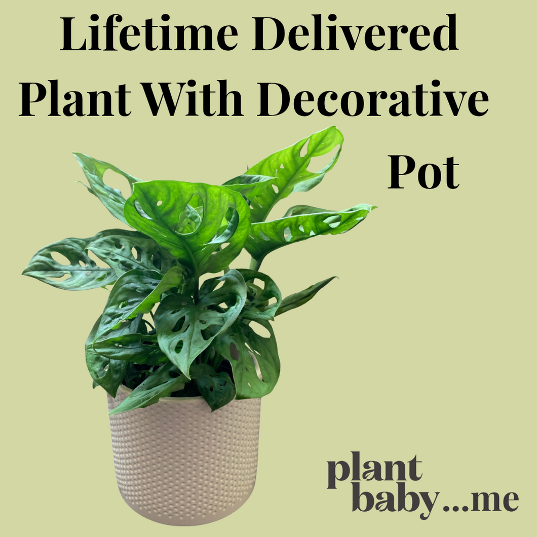 Lifetime Delivered Plant With Decorative Pot