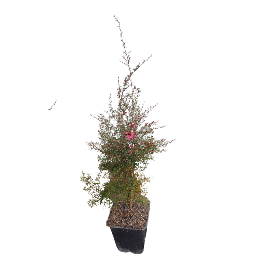 Manuka Nonum Huia – Dwarf NZ Native Shrub with Pink Flowers