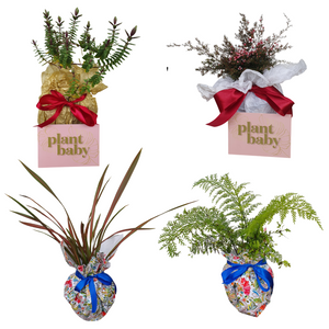 Native Tree Gift Box or Subscription – Sustainable Gift NZ