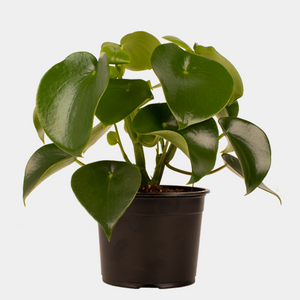 Peperomia Raindrop Indoor Plant (Includes Shipping)