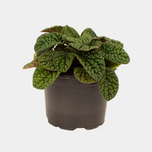 Load image into Gallery viewer, Peperomia 'Green Bubble' | Exclusive New Zealand Variety
