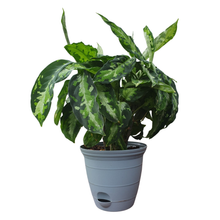 Load image into Gallery viewer, Aglaonema Pictum Tricolor – Indoor Plant | Free Shipping NZ
