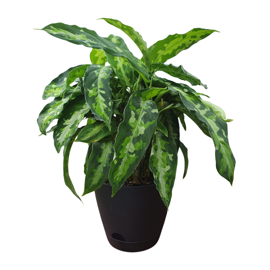 aglaonema pictum tricolor nz Aglaonema Pictum Tricolor – Indoor Plant