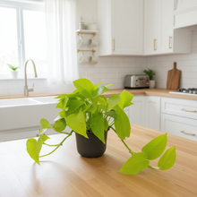Load image into Gallery viewer, Neon Pothos (Epipremnum aureum 'Neon') – Indoor Plant | Free Shipping NZ
