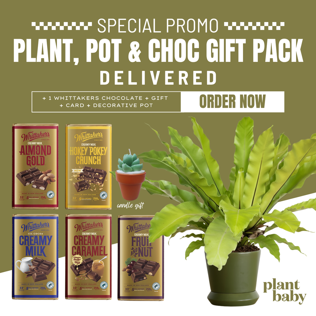 🌿 Plant, Pot & Choc Gift Pack | Perfect Gift Idea NZ
