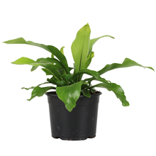 Load image into Gallery viewer, Bird’s Nest Fern | Easy-Care Indoor Plant | Plant Baby
