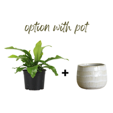 Load image into Gallery viewer, Bird’s Nest Fern | Easy-Care Indoor Plant | Plant Baby
