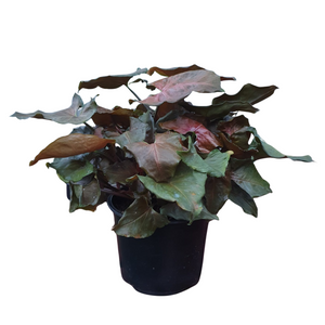 Syngonium Maria – Easy-Care Indoor Plant | Plant Baby NZ