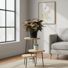 Load image into Gallery viewer, Syngonium Maria – Easy-Care Indoor Plant | Plant Baby NZ
