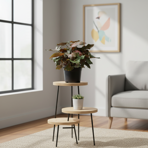 Syngonium Maria – Easy-Care Indoor Plant | Plant Baby NZ