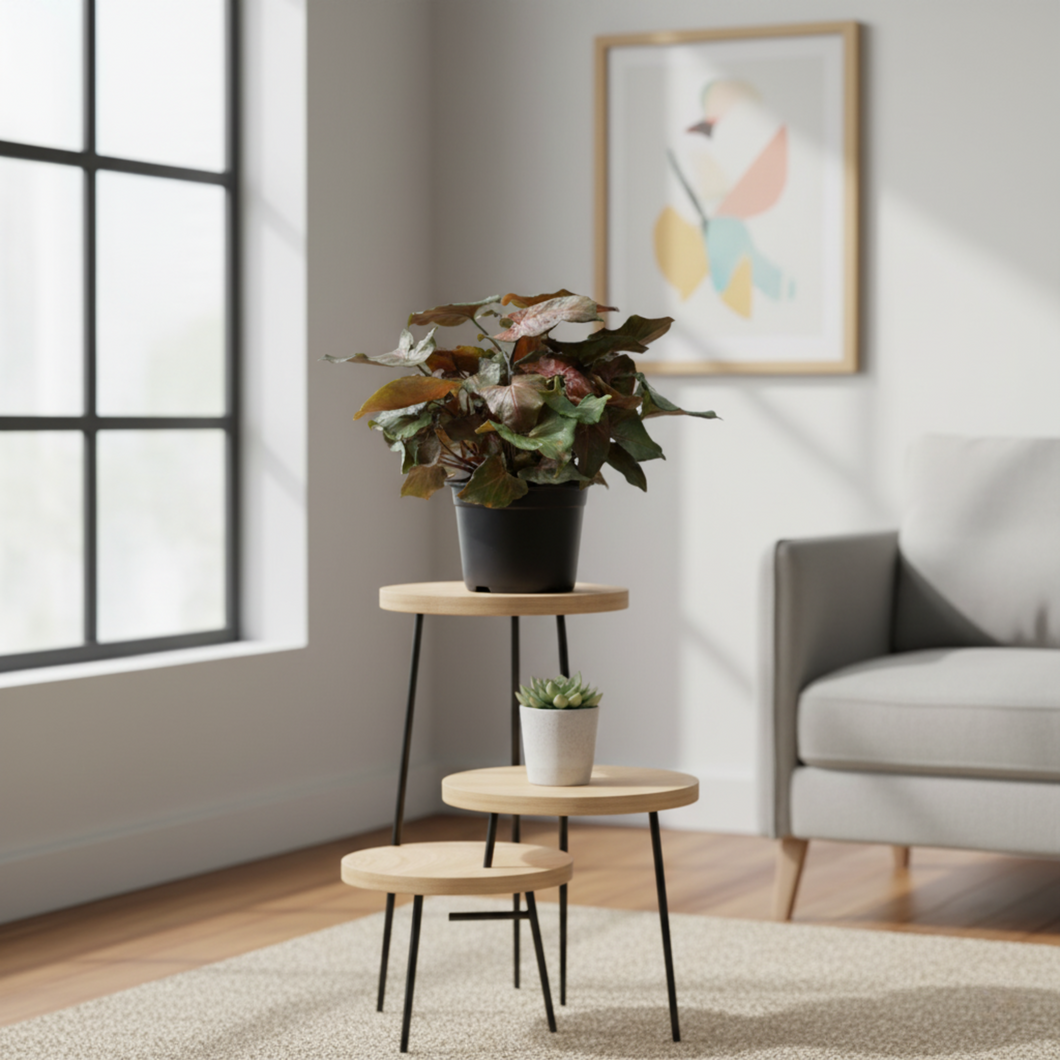 Syngonium Maria – Easy-Care Indoor Plant | Plant Baby NZ