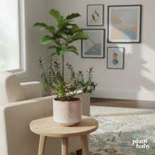 Load image into Gallery viewer, Hebe ‘First Light’ – NZ Native Shrub for Gardens &amp; Pots
