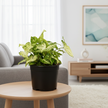 Load image into Gallery viewer, Syngonium Robusta Plant – Arrowhead Vine Indoor Plant NZ (Includes Shipping)
