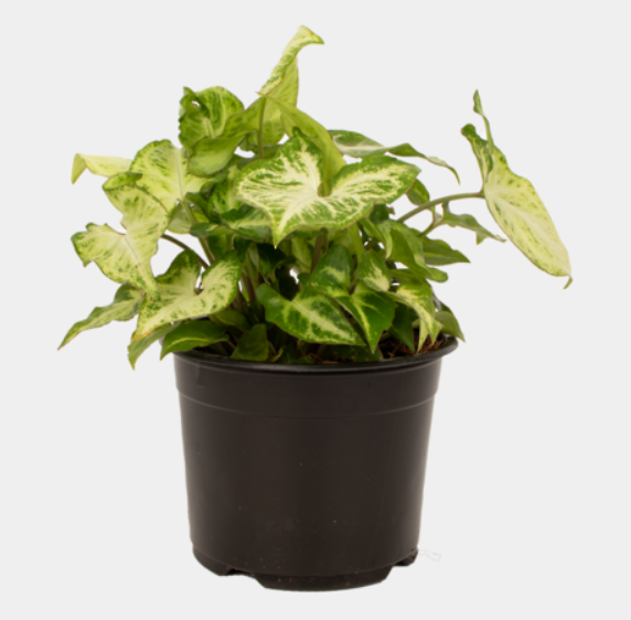 Syngonium Robusta (Includes Shipping)