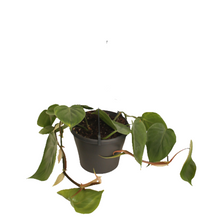 Load image into Gallery viewer, Heartleaf Philodendron (includes Shipping)
