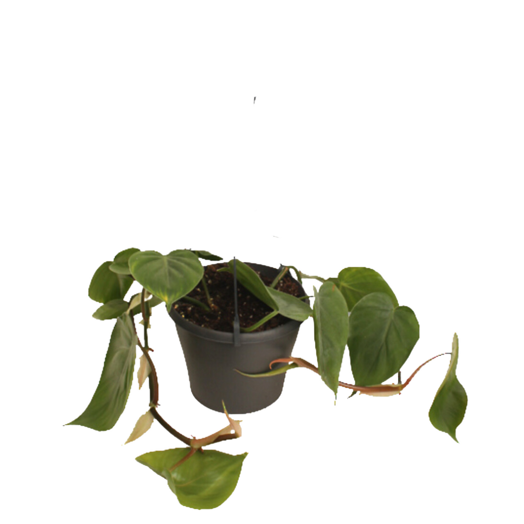 Heartleaf Philodendron (includes Shipping)
