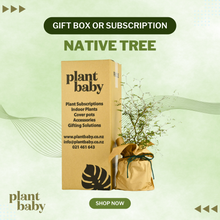 Load image into Gallery viewer, Native Tree Gift Box or Subscription – Sustainable Gift NZ
