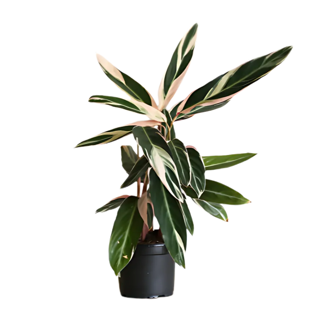 Triostar Stromanthe (Shipping Included)