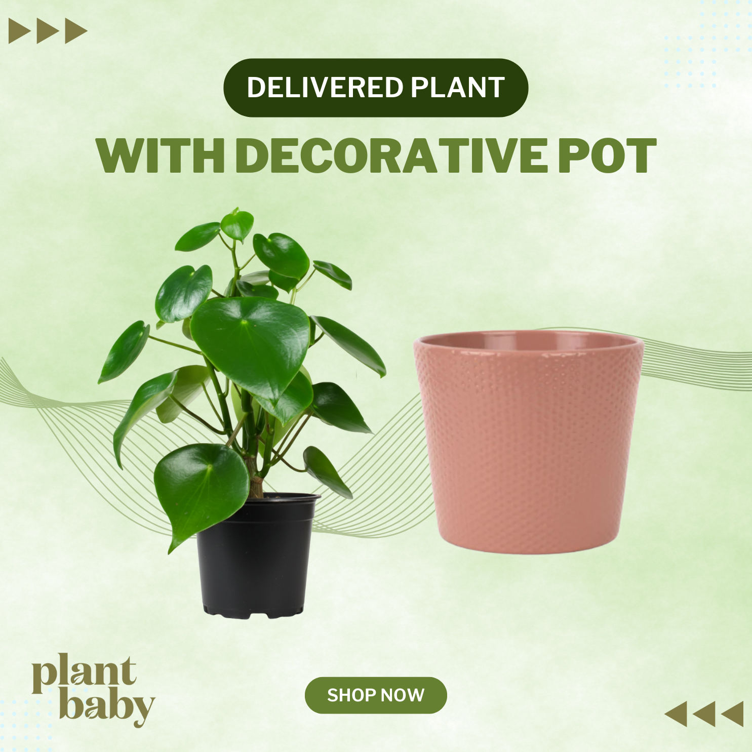 indoor plant delivery nz Pre-Purchased Plant Subscription with Decorative Pot