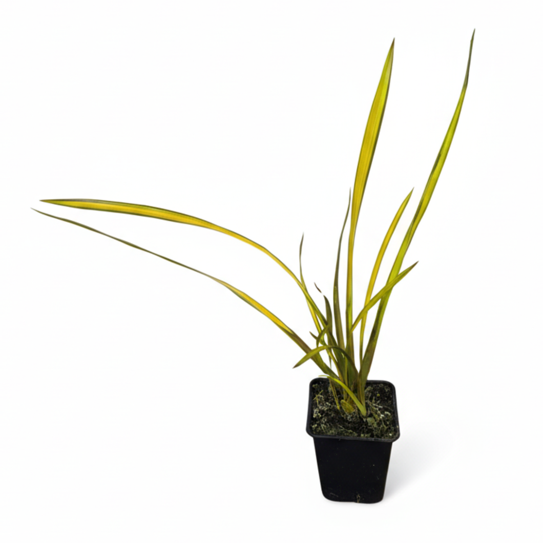 Manuka Nonum Huia & Native Flax ‘Phormium Jester’ – NZ Garden Plants