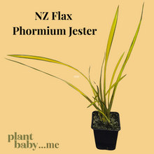 Load image into Gallery viewer, Manuka Nonum Huia &amp; Native Flax ‘Phormium Jester’ – NZ Garden Plants
