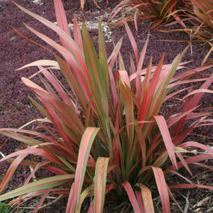 Manuka Nonum Huia & Native Flax ‘Phormium Jester’ – NZ Garden Plants