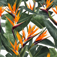 Load image into Gallery viewer, Strelitzia Nicolai (includes shipping)
