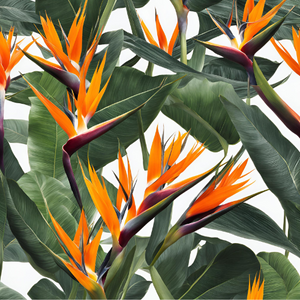 Strelitzia Nicolai (includes shipping)