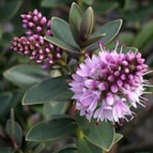 Load image into Gallery viewer, Hebe ‘First Light’ – NZ Native Shrub for Gardens &amp; Pots
