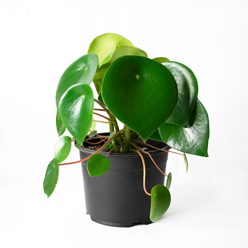 Raindrop Peperomia (includes shipping)