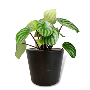 Watermelon Peperomia (Includes Shipping)