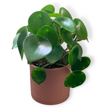 Load image into Gallery viewer, Peperomia Raindrop Indoor Plant and Pot combo (Includes Shipping)
