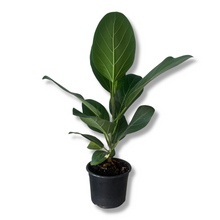 Load image into Gallery viewer, Ficus Audrey (Pick up only)

