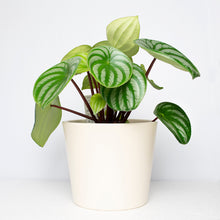 Load image into Gallery viewer, Watermelon Peperomia (Includes Shipping)
