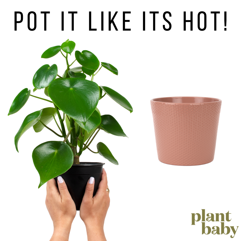 Pot it Like it's Hot!