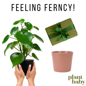 Pre-Purchased Subscription of Feeling Ferncy!